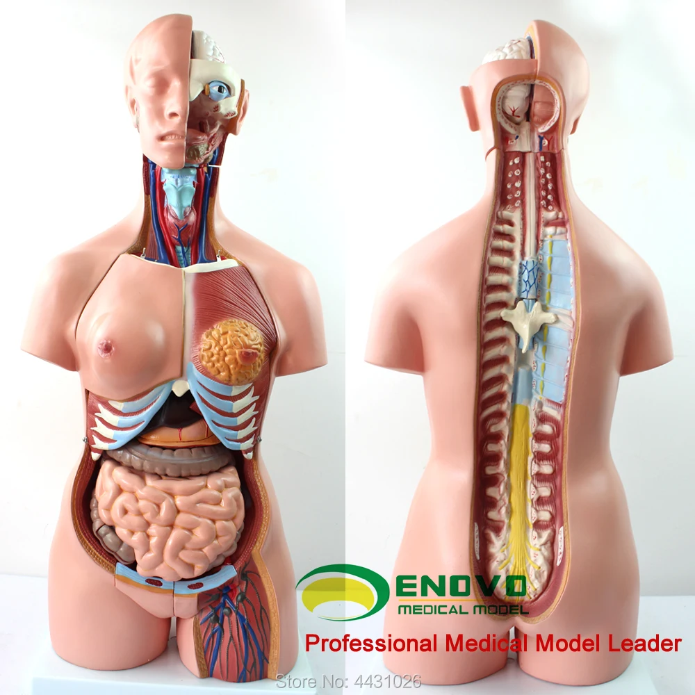 ENOVO Анатомическая модел на човешката анатомия на анатомия на човека със системата на торса 85 см